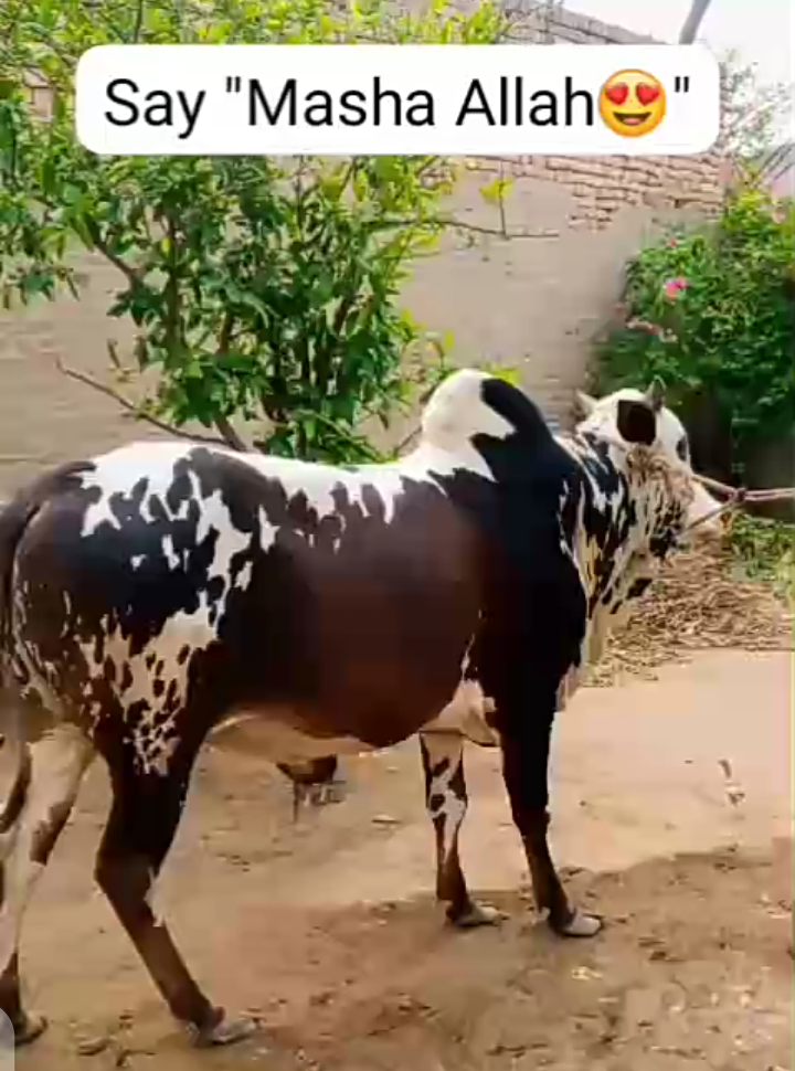 Bull for Bakra Eid
